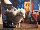 Fall Out Boy - Infinity On High [New Vinyl LP] 180 Gram Complete With Insert