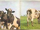 PINK FLOYD ATOM HEART MOTHER 1976 REISSUE UK HARVEST VINYL LP  SHVL 781  EX / EX