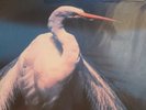 Faith No More Angel Dust 2x Vinyl LP NEW SEALED Blue Vinyl MOV 1843/2000 copies