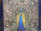 The Bluetones - Expecting To Fly 1996 LP 1st Pressing with Inserts BLUELP 004
