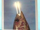REO Speedwagon You Can Tune A Piano But You Can't Tuna Fish 1978 Epic 25AP 988