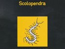 GLI ALLUMINOGENI SCOLOPENDRA   33 LP  Italy  Vinyl, LP, Album, Limited Edition,