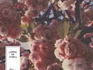 El Buho - Camino De Flores (Pink Vinyl LP) [PRE-ORDER]