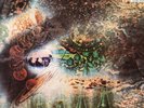 PINK FLOYD-A saucerful of secrets LP (France 1978)