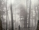 Taylor Swift - Folklore “In The Trees” (2LP) Deluxe Edition Opaque Gold Vinyl