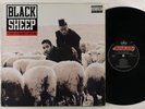 Black Sheep 