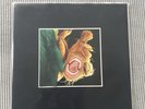 Nurse With Wound - Chance Meeting  -Art Test Pressung  - Experimentell
