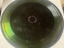 Cecil Gant  UNISSUED ACETATE 78 Love Her Daughter / I Wonder - 2 Takes HEAR