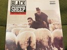 Black Sheep A Wolf In Sheep'S Clothing