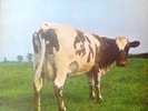 Pink Floyd - Atom Heart Mother LP Harvest NM/VG+