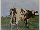 PINK FLOYD ATOM HEART MOTHER HARVEST OP80102 Japan VINYL LP