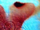 Pink Floyd - Meddle LP 2016 Pink Floyd NM/NM