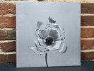 THE NAKED AND FAMOUS in rolling waves SEALED 2013 Original Press Indie Pop