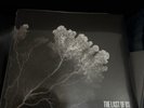 Pearl Jam The Last Of Us Ten Club Exclusive EP Vinyl LP IN HAND