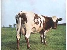 Pink Floyd Atom Heart Mother vinyl LP 1970 UK 1st pressing Harvest SHVL 781 VG+