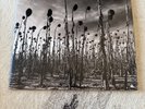 DEAD CAN DANCE Anastasis 2 LP 2016 Green Vinyl RARE NEW RSD Only 1,500