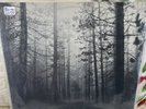 The Cure Rare Uk Rare Version 1989 Record Album A Forest