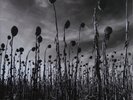 DEAD CAN DANCE, ANASTASIS, DOUBLE 180 GR GREEN VINYl, RSD 2016 EXCL (SEALED)