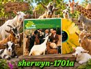 *SEALED* The Beach Boys, Pet Sounds, Ltd. #78 Yellow Green Splatter COLOR LP.