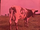 PINK FLOYD Atom Heart Mother - 1970 US Harvest LP -