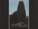 John Foxx The Garden - Green Vinyl vinyl LP album record UK