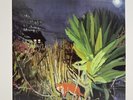 Houndstooth - Ride Out The Dark LP 2013 EX/EX No Quarter NOQ033 Indie/Folk Rock