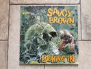 Savoy Brown _ Looking in _ Vinile LP 33giri 12