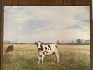 Screaming Abdabs - The Dark Side of the Moo Vinyl LP