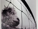 Pearl Jam Vs. Vinyl LP Reissue  Remastered 2011 Epic/Legacy