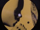 REBIRTH Embryo BASSEX 12