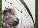 VS. / PEARL JAM 2011 EPIC LP REMASTERED 180g