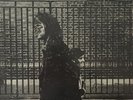 Neil Young - After The Gold Rush 1976 LP, Album, RE, Red Reprise Records RS 6383