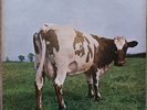 Pink Floyd Atom Heart Mother LP vinyl UK Harvest 1970 original LP