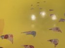 MOTHER TUCKER'S YELLOW DUCK 