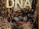 DNA - A Taste of Dna RARE OG Vinyl 1981 American Clave Punk Noise No Wave EX++