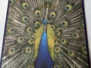 The Bluetones – Expecting To Fly Vinyl UK 1st Press LP + book BLUELP004 Britpop