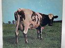 PINK FLOYD ATOM HEART MOTHER 12