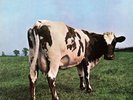 Pink Floyd lp 