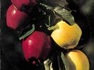 The Washington Apple Fresh Country Apples 1970 Delicious RAJ 71 Psych Rock VG+