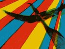 Web Web Plexus Plexus (Vinyl) 12