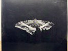 Kendrick Lamar - To Pimp A Butterfly, Vinyl Record, 2LP, Translucent