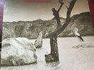 Tonton Macoute LP UK RCA Neon 1st Press ex condition..