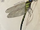 Strawbs - Dragonfly (LP) (1st Pressing) (VG+/VG+)