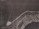 My Dying Bride Turn Loose The Swans - VG 2-LP  (Double )