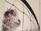 PEARL JAM VINYL VS. 180G GATEFOLD RECORD ALBUM LP DISSIDENT LEASH GLORIFIED G GO