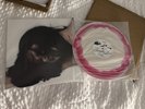Nessa Barrett Vertigo Vinyl Tough Love Limited Edition LP
